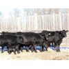 Image 3 : Cornerglen Ranching (Grote) 7 Black Angus X Bred Heifers