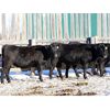 Image 5 : Cornerglen Ranching (Grote) 7 Black Angus X Bred Heifers