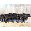 Image 6 : Cornerglen Ranching (Grote) 7 Black Angus X Bred Heifers