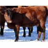 Image 2 : Cornerglen Ranching (J-J Ranch) 10 Red Angus Bred Heifers