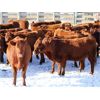 Image 3 : Cornerglen Ranching (J-J Ranch) 10 Red Angus Bred Heifers