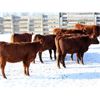 Image 4 : Cornerglen Ranching (J-J Ranch) 10 Red Angus Bred Heifers