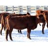 Image 5 : Cornerglen Ranching (J-J Ranch) 10 Red Angus Bred Heifers