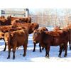 Image 6 : Cornerglen Ranching (J-J Ranch) 10 Red Angus Bred Heifers