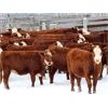 Image 1 : Cornerglen Ranching (J-J Ranch) 10 Red Angus X Hereford Bred Heifers