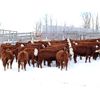 Image 2 : Cornerglen Ranching (J-J Ranch) 10 Red Angus X Hereford Bred Heifers