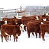 Image 5 : Cornerglen Ranching (J-J Ranch) 10 Red Angus X Hereford Bred Heifers
