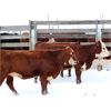 Image 6 : Cornerglen Ranching (J-J Ranch) 10 Red Angus X Hereford Bred Heifers