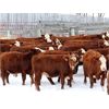 Image 4 : Cornerglen Ranching (J-J Ranch) 10 Red Angus X Hereford Bred Heifers
