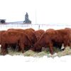 Image 4 : Cornerglen Ranching (J-J Ranch) 10 Red Angus Bred Heifers