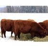 Image 2 : Cornerglen Ranching (J-J Ranch) 10 Red Angus Bred Heifers