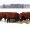 Image 3 : Cornerglen Ranching (J-J Ranch) 10 Red Angus Bred Heifers