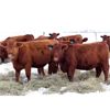 Image 1 : Cornerglen Ranching (J-J Ranch) 10 Red Angus Bred Heifers