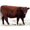 Image 5 : Cornerglen Ranching (J-J Ranch) 10 Red Angus Bred Heifers