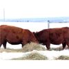 Image 6 : Cornerglen Ranching (J-J Ranch) 10 Red Angus Bred Heifers