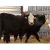 Image 1 : Right Cross Ranch (Home-Raised) 2 Black Angus X Hereford Bred Heifers