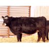 Image 1 : Right Cross Ranch (Grant Gordon) 2 Black Simmental X Bred Heifers