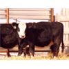 Image 1 : Right Cross Ranch (Grant Gordon) 2 Black Simmental X Bred Heifers
