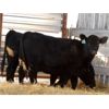 Image 2 : Right Cross Ranch (Grant Gordon) 2 Black Simmental X Bred Heifers