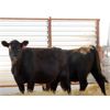 Image 2 : Right Cross Ranch (Troy Gordon) 2 Black Simmental X Bred Heifers