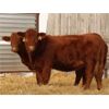 Image 2 : Right Cross Ranch (Kevin Brigden) 3 Red Simmental X Bred Heifers
