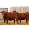 Image 1 : Right Cross Ranch (Kevin Brigden) 2 Red Simmental X Bred Heifers