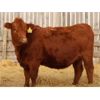 Image 2 : Right Cross Ranch (Kevin Brigden) 2 Red Simmental X Bred Heifers