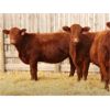 Image 2 : Right Cross Ranch (Troy Gordon) 3 Red Simmental X Bred Heifers