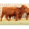 Image 2 : Right Cross Ranch (Troy Gordon) 3 Red Simmental X Bred Heifers