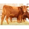 Image 2 : Right Cross Ranch (Mudrewich) 3 Red Angus Bred Heifers