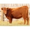 Image 3 : Right Cross Ranch (Mudrewich) 3 Red Angus Bred Heifers