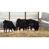 Image 2 : Right Cross Ranch (Clear Sight Farms) 3 Black Angus X Bred Heifers