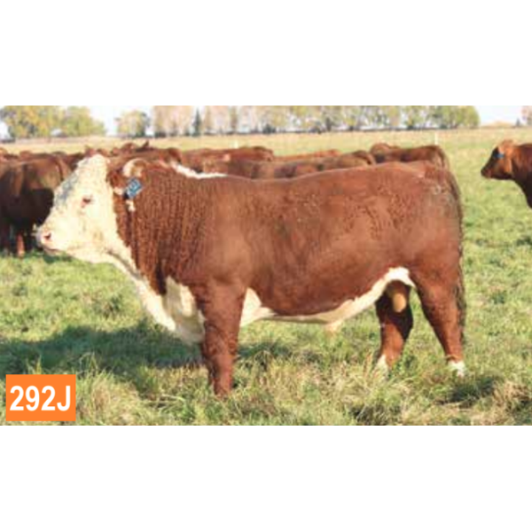 GEMSTONE 44E LAD 292J