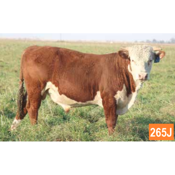 GEMSTONE NIGHTCAP LAD 265J