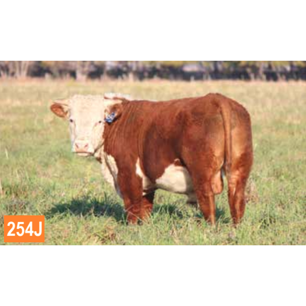 GEMSTONE NIGHTCAP LAD 254J