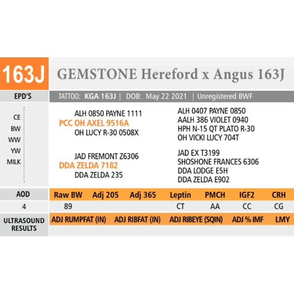 GEMSTONE Hereford x Angus 163J