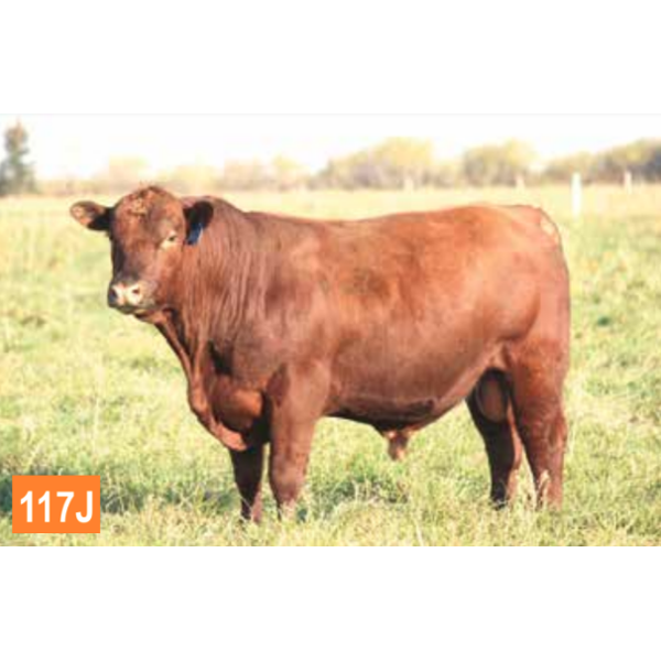 RED GEMSTONE 19F LAD 117J