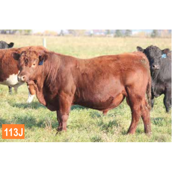 RED GEMSTONE 82D LAD 113J