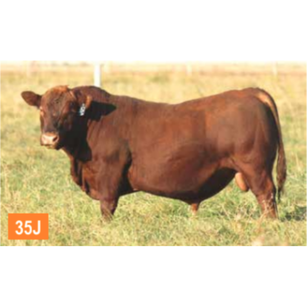 RED GEMSTONE 21F LAD 35J