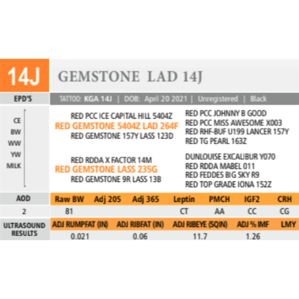 GEMSTONE LAD 14J 