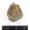 Image 1 : TRILOBITE (450 MILLION YEARS OLD) CORONOCEPHALUS