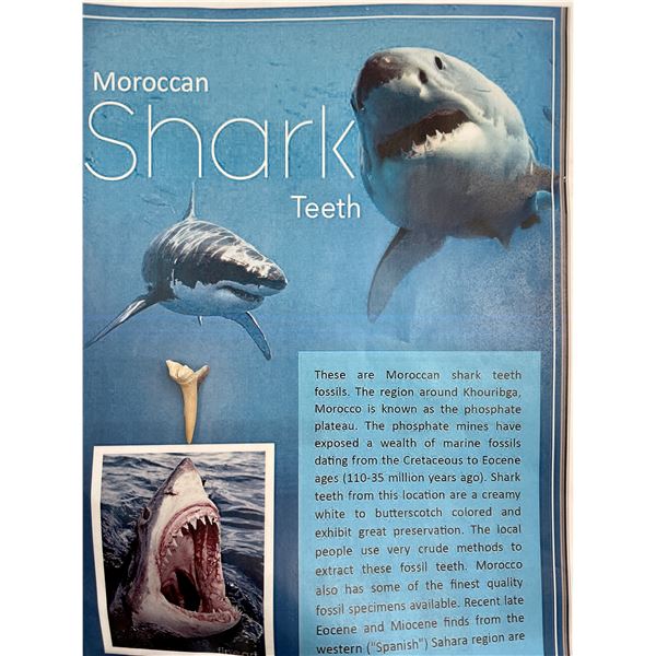 Moroccan Shark Tooth fossil