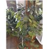 Image 2 : Silk Fig Tree