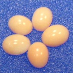 5 CTS LO OF ITALIAN CORAL CABOCHON 8x6 MM