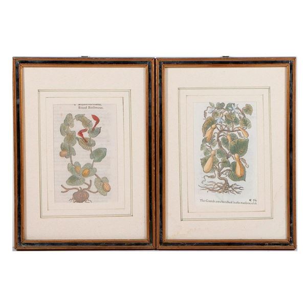 Botanical Engravings from Gerard's Herbal, c. 17th Century.