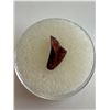Image 1 : Raptor Dinosaur Fossil Tooth Tip
