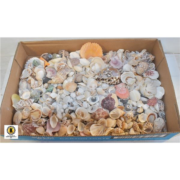 FLAT OF SEA SHELLS