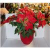 Image 1 : POTTED ARTIFICIAL POINTSETTA PLANT