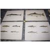 Image 1 : Antique lot of 4 Denton fish prints - 12" X 9.25 & signed c.1895