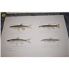 Image 2 : Antique lot of 4 Denton fish prints - 12" X 9.25 & signed c.1895